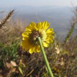 Anthemis tinctoria. Соцветие. Краснодарский край, Абинский р-н, окр. станицы Эриванская, гора Шизе. 02.11.2013.