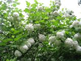 Viburnum form roseum