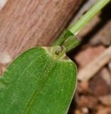 Setaria adhaerens