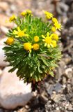 Euryops arabicus