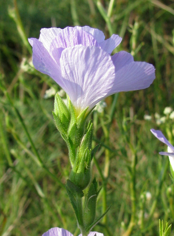 Изображение особи Linum hirsutum.