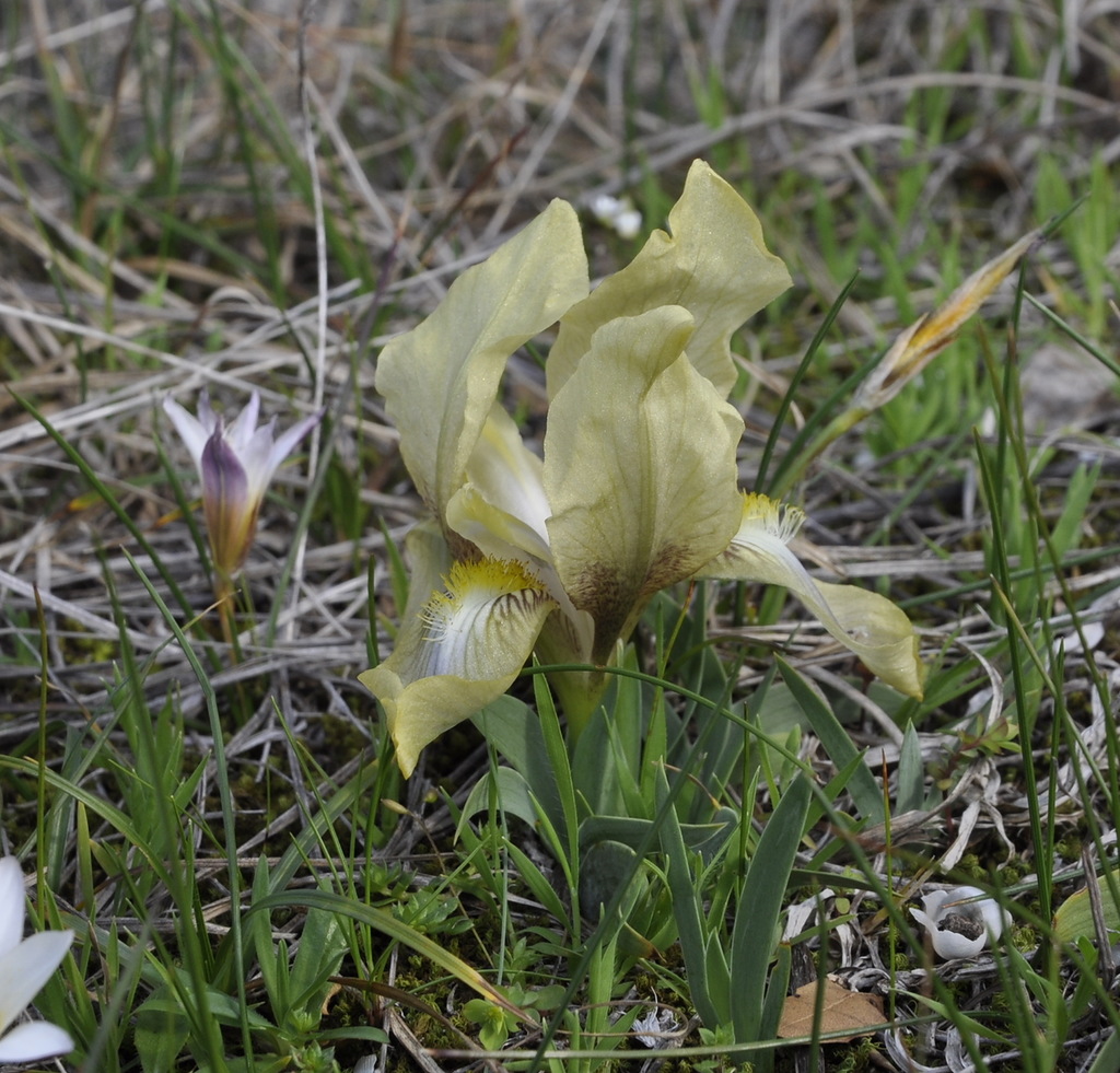 Image of Iris reichenbachii specimen.
