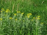 Senecio tataricus