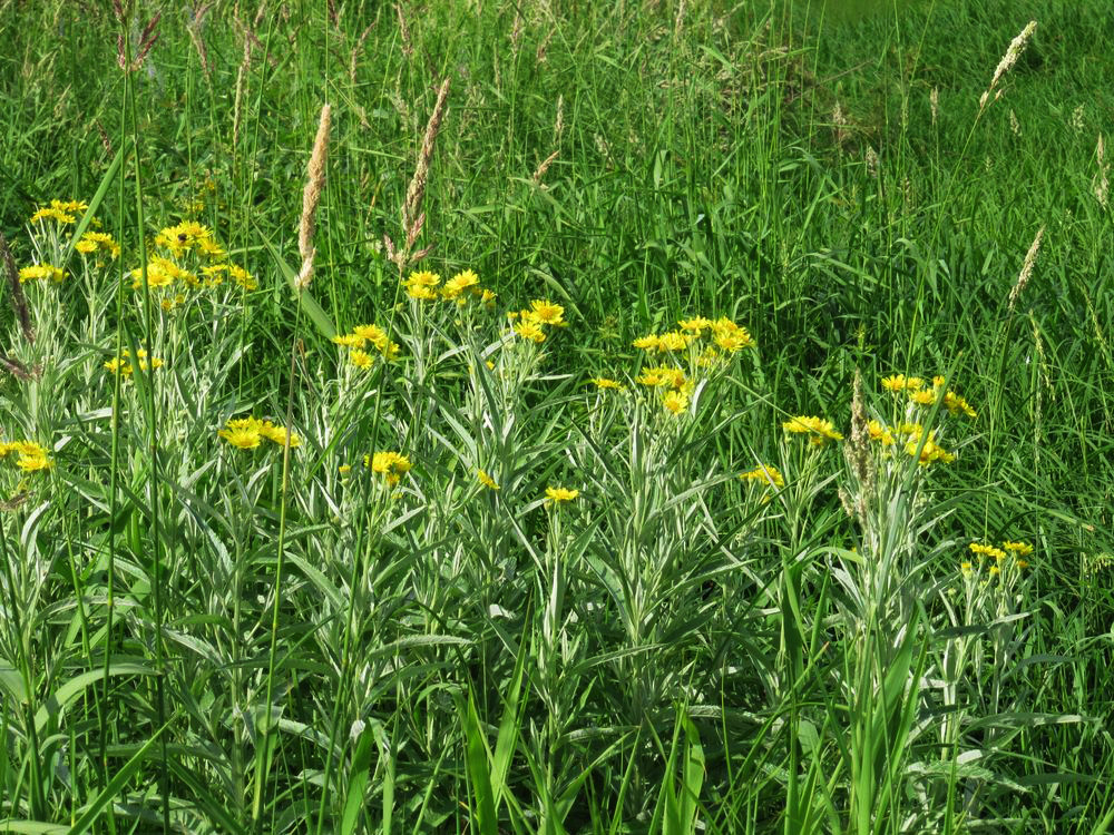 Изображение особи Senecio tataricus.