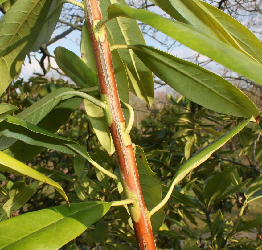 Image of Rhododendron catawbiense specimen.