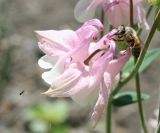 Aquilegia vulgaris