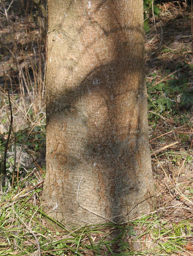 Image of Abies chensiensis specimen.