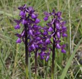 Anacamptis morio ssp. caucasica