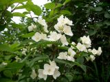 Philadelphus tenuifolius