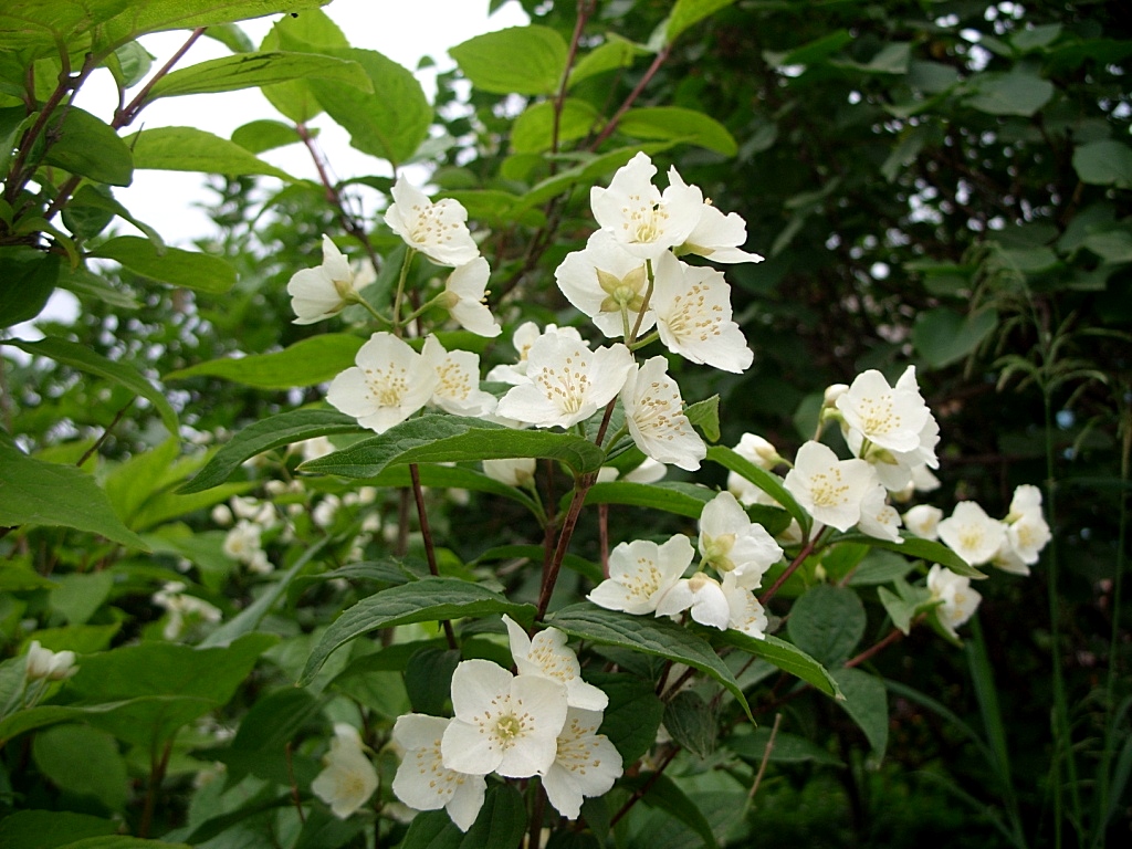 Image of Philadelphus tenuifolius specimen.