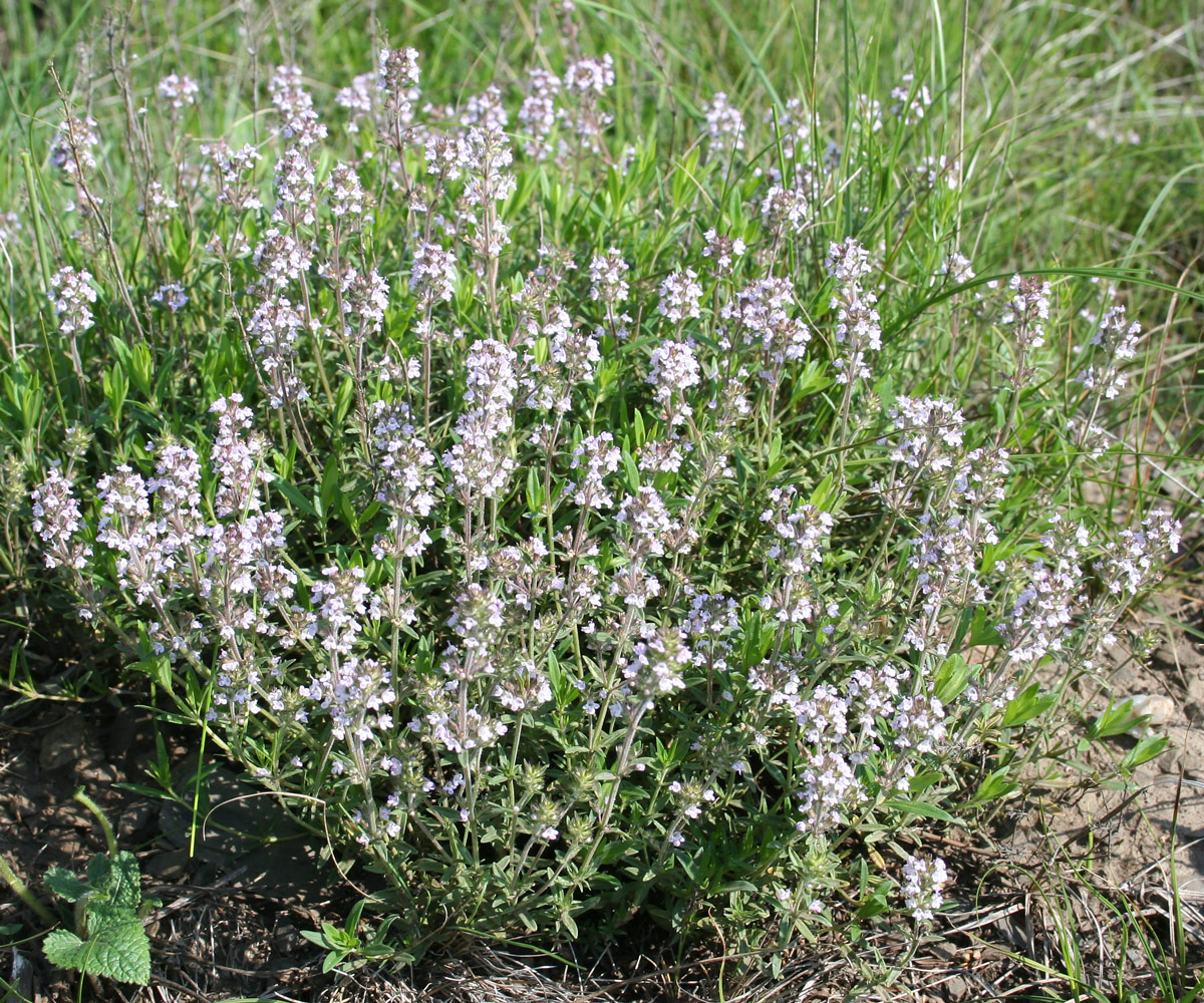 Изображение особи Thymus marschallianus.