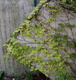 Parthenocissus tricuspidata. Верхняя часть вегетирующего растения на бетонном элементе ограждения. Германия, г. Дюссельдорф, Ботанический сад университета. 04.05.2014.