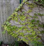 Parthenocissus tricuspidata