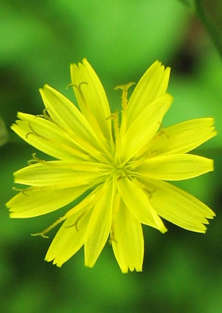 Image of Lapsana communis specimen.