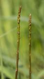 genus Asparagus. Верхушки молодых побегов. Ростовская обл., Аксайский р-н, окр. хут. Александровка. 01.05.2014.