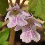 Glechoma longituba