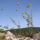 Anthemis tinctoria