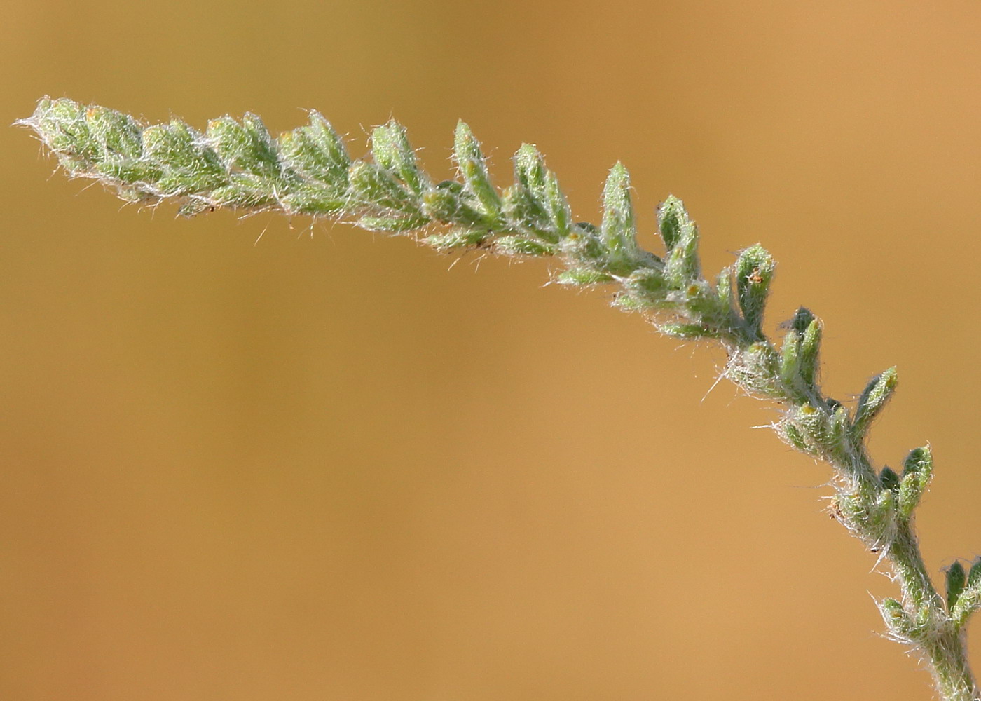 Изображение особи Achillea leptophylla.