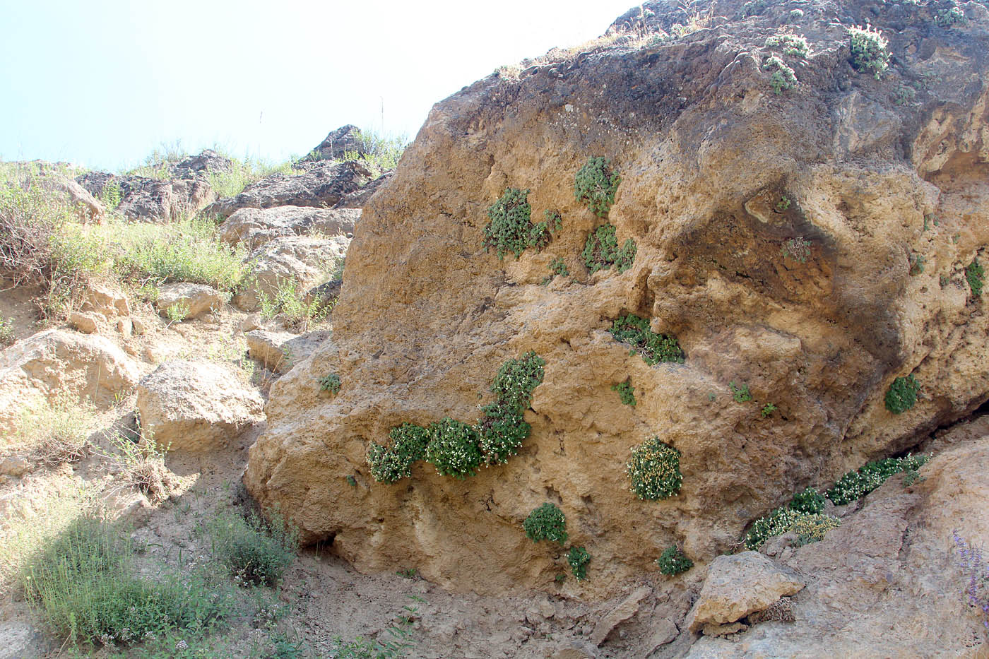 Image of Scutellaria immaculata specimen.