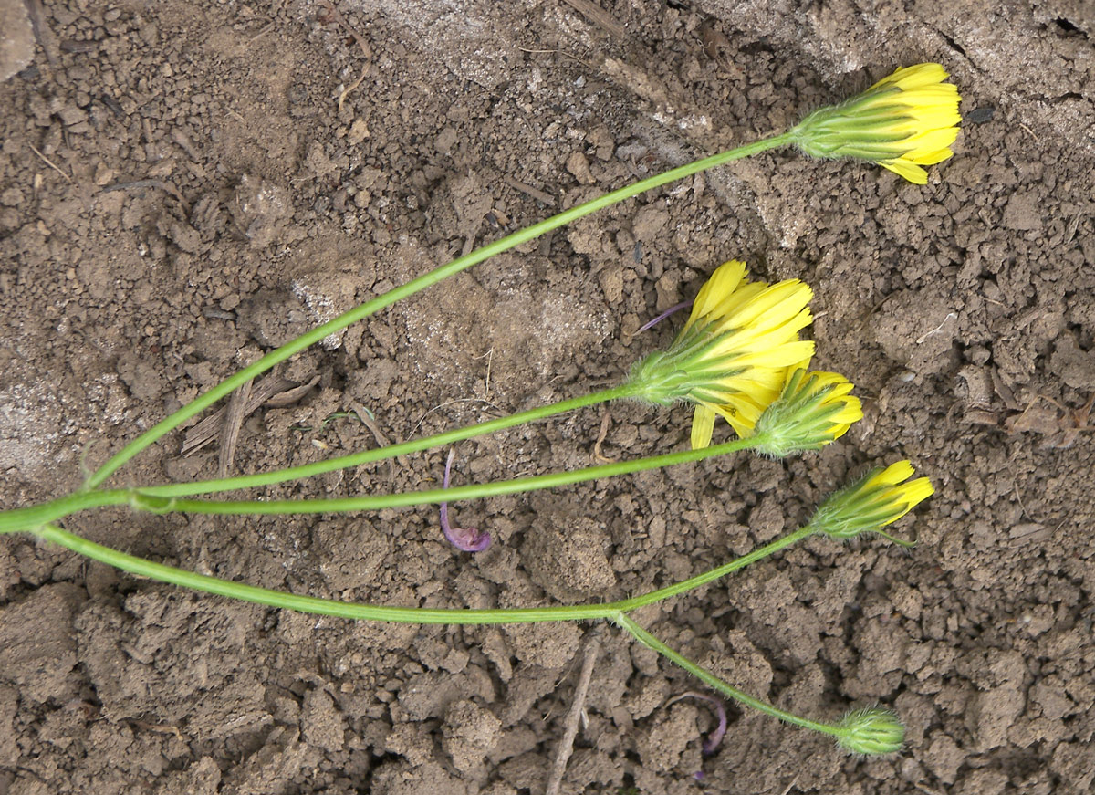 Изображение особи Crepis astrachanica.