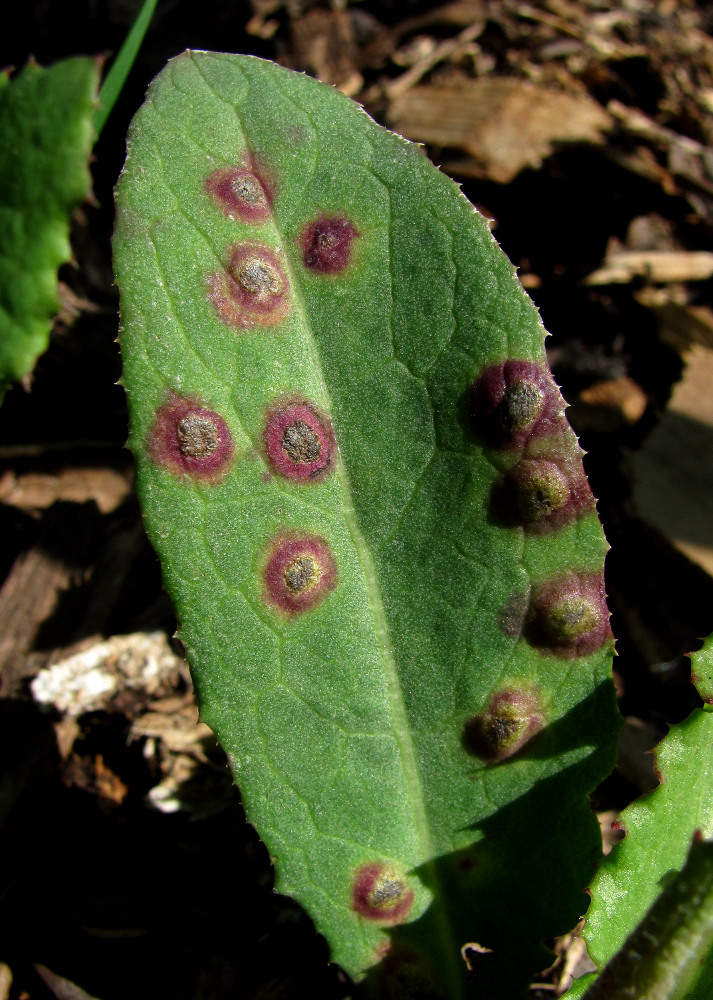 Image of Sonchus arvensis specimen.