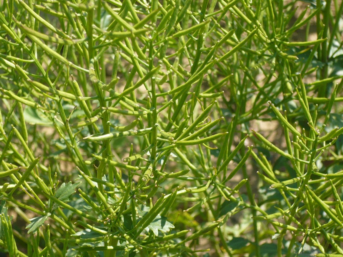 Image of Barbarea arcuata specimen.