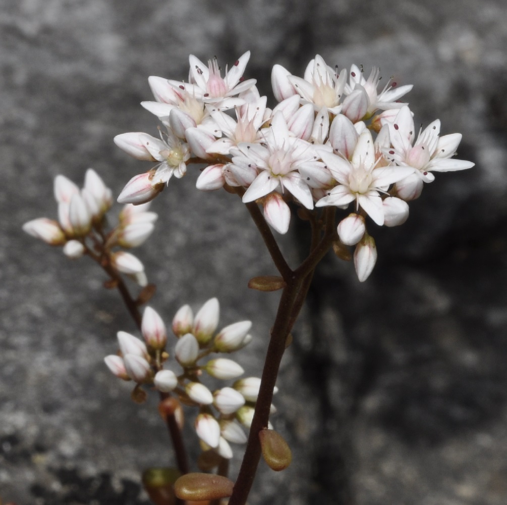 Изображение особи Sedum album.