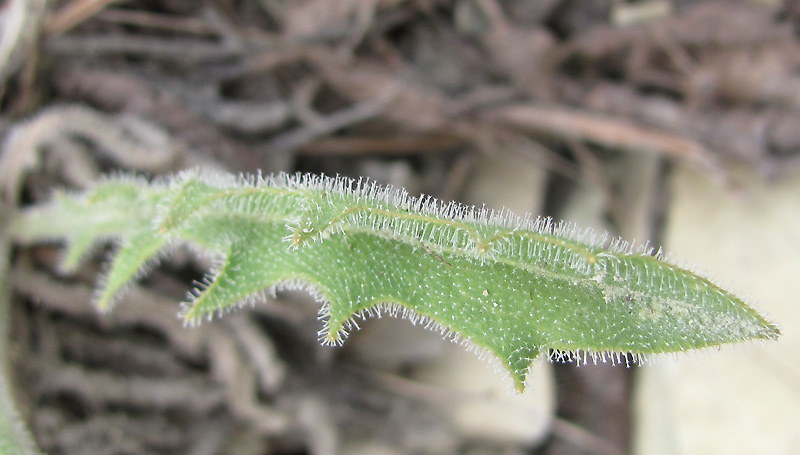 Image of Leontodon asperrimus specimen.