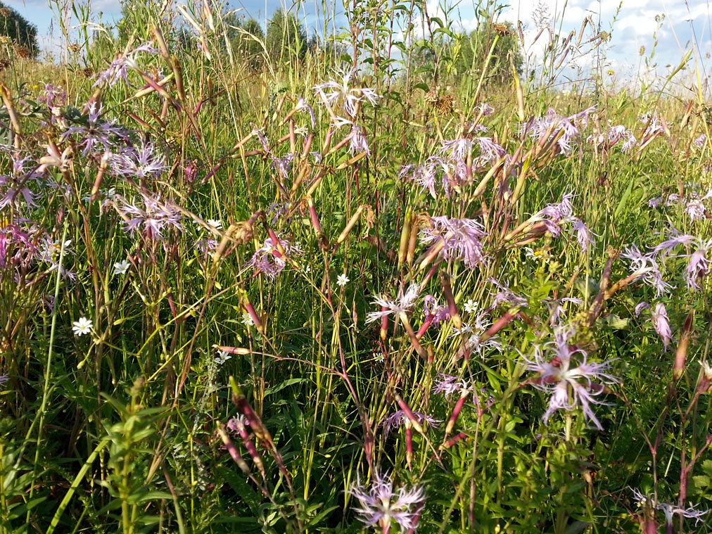 Изображение особи Dianthus superbus.