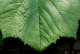Rodgersia podophylla