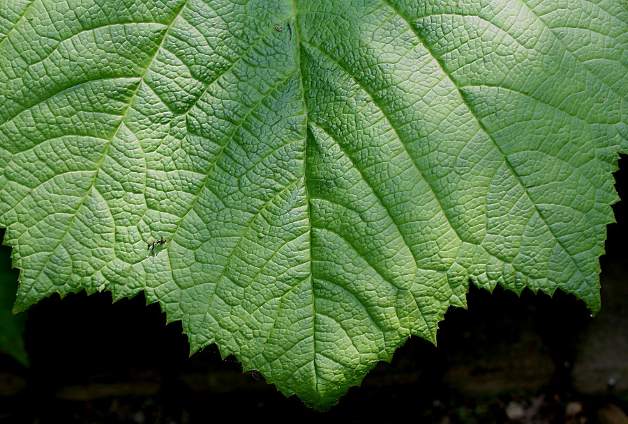 Image of Rodgersia podophylla specimen.