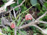 Fritillaria ferganensis