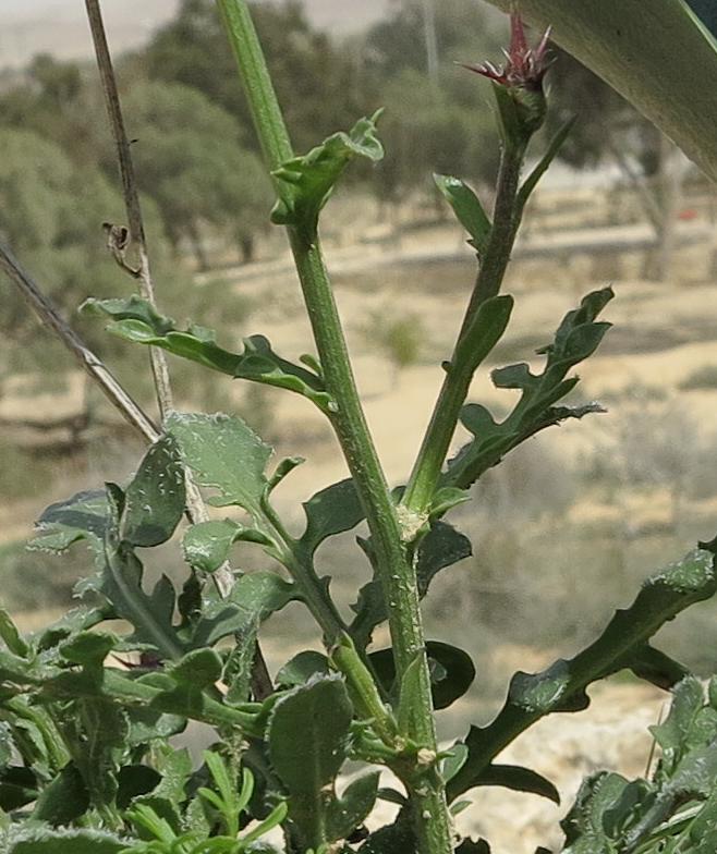 Image of Centaurea eryngioides specimen.