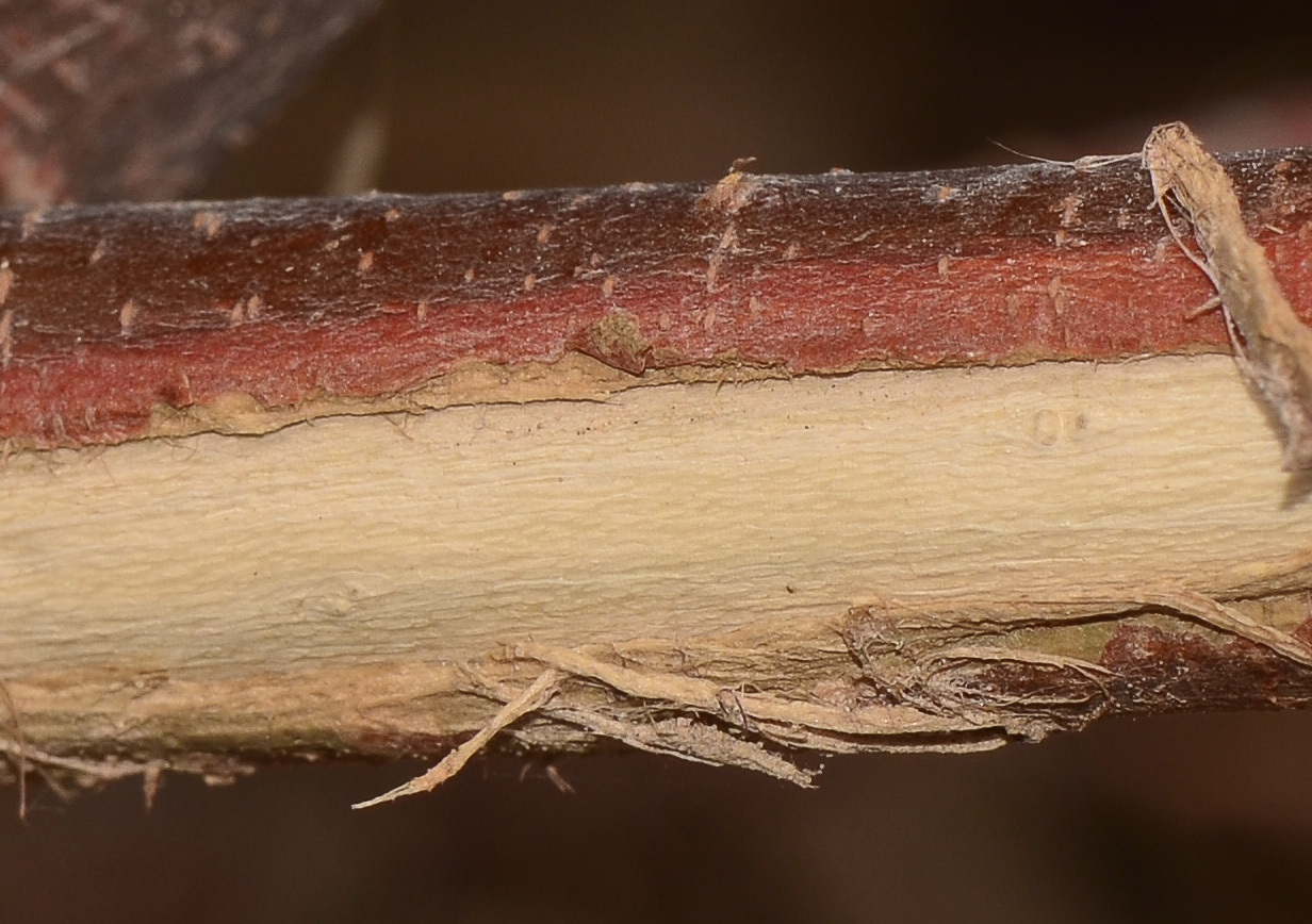 Image of Tamarix nilotica specimen.