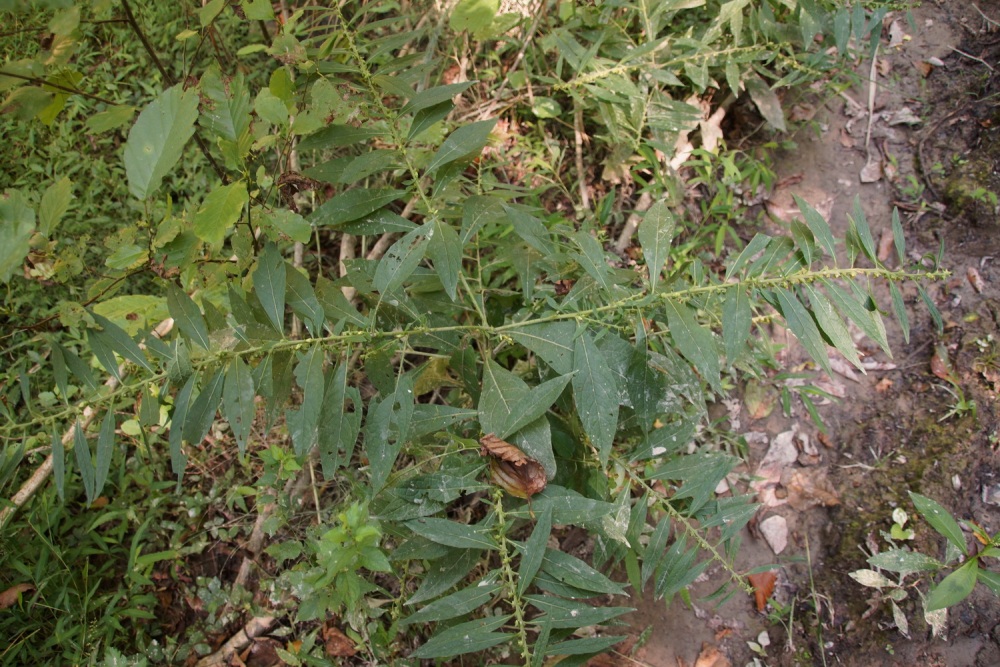 Image of Carpesium abrotanoides specimen.
