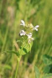 Prunella vulgaris