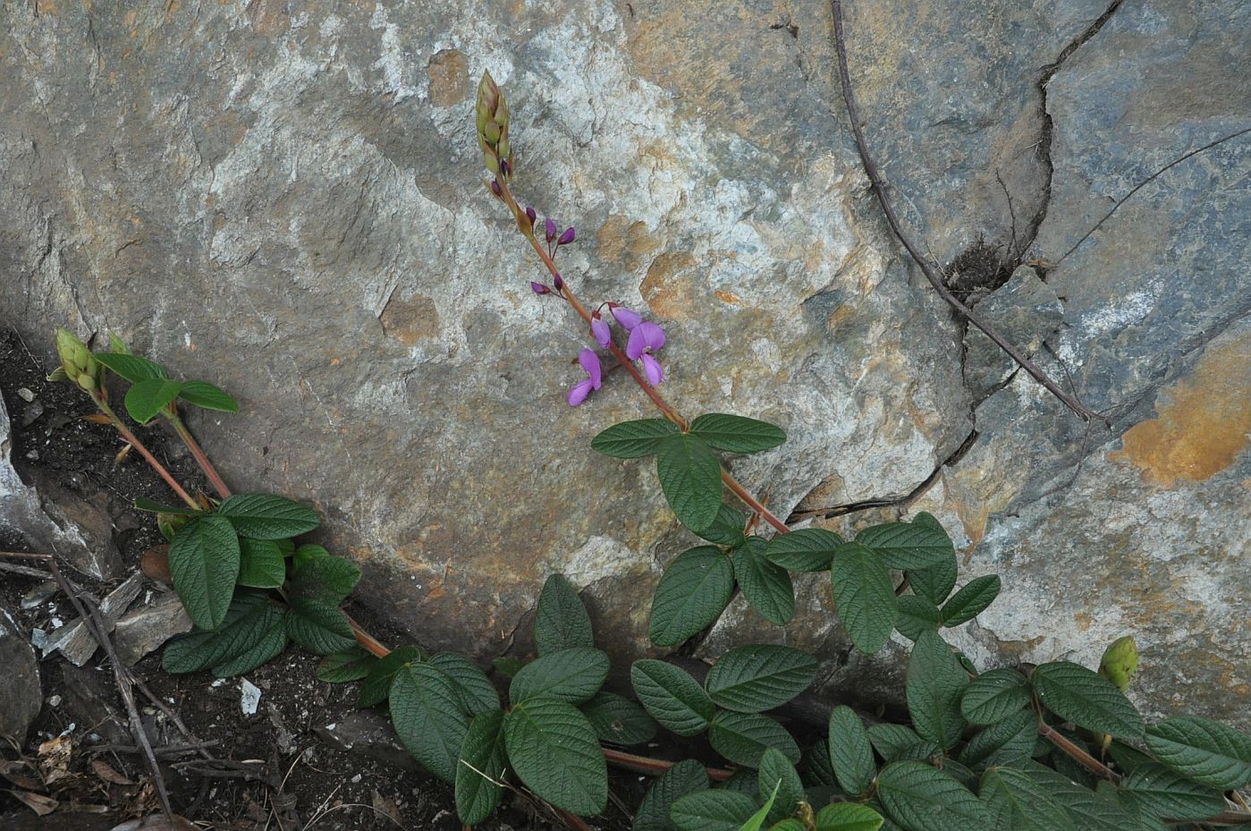 Изображение особи Desmodium incanum.