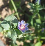 Anagallis arvensis. Цветок с аномальным числом лепестков. Крым, Симферополь, 24 июля 2009 г.