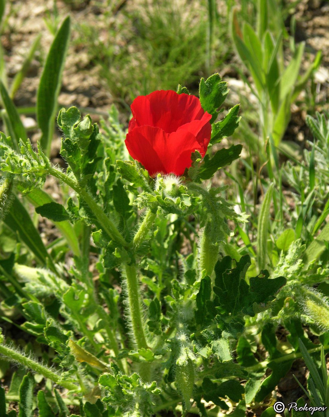 Image of Glaucium corniculatum specimen.