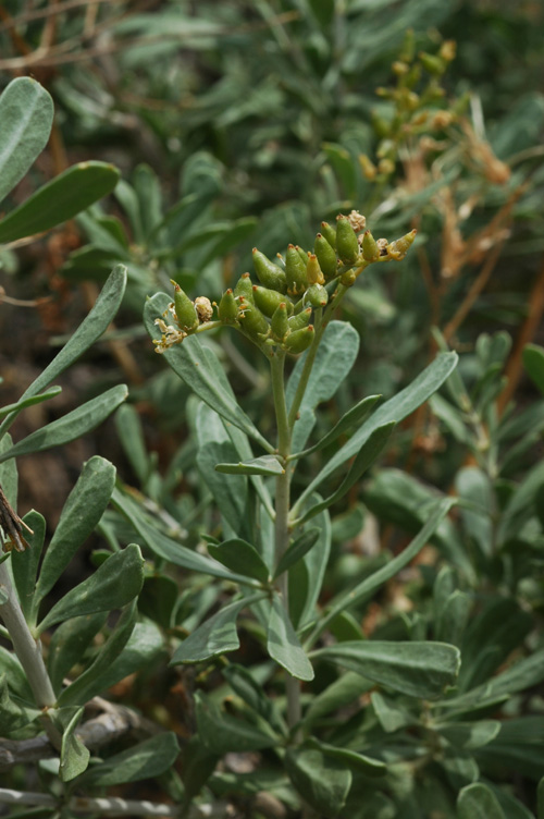 Image of Nitraria schoberi specimen.