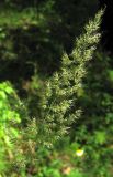 Calamagrostis epigeios