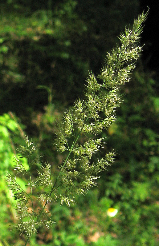 Изображение особи Calamagrostis epigeios.