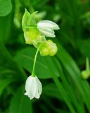 Allium paradoxum