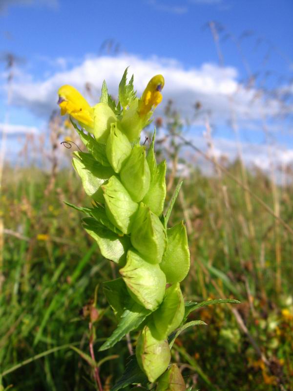 Image of genus Rhinanthus specimen.