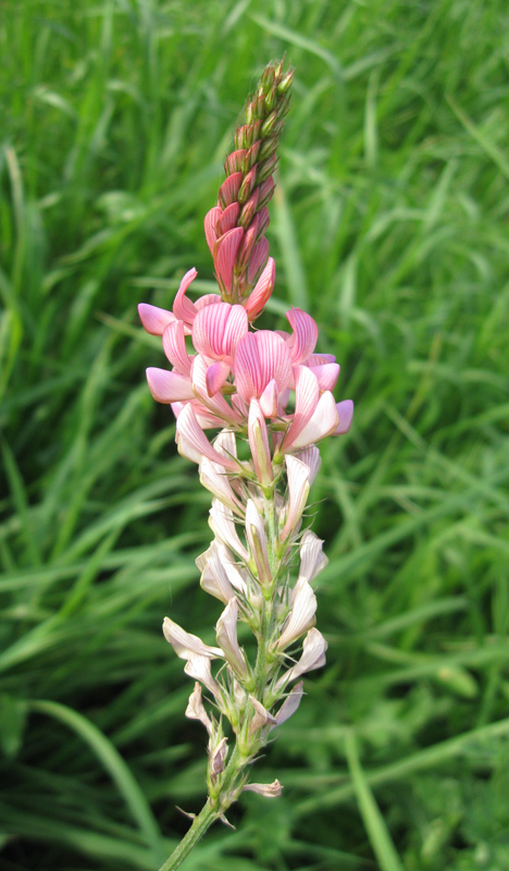 Image of Onobrychis viciifolia specimen.
