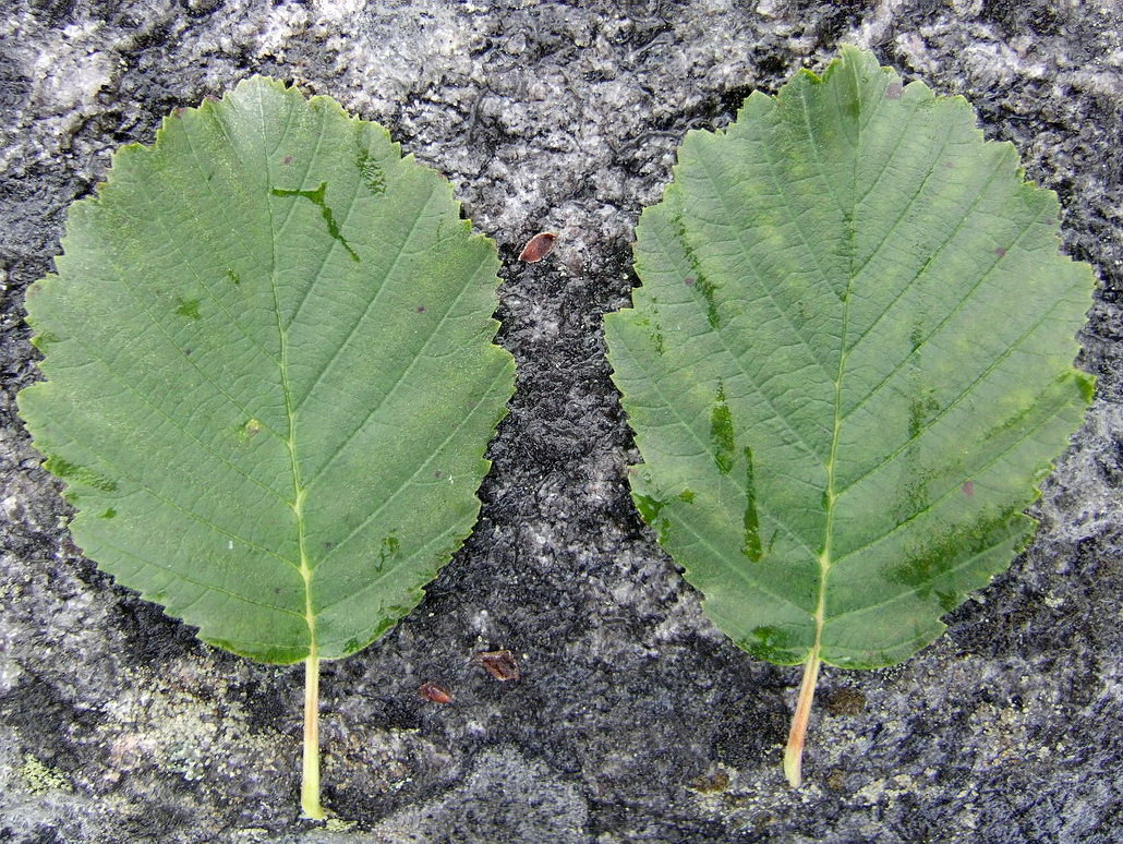 Изображение особи Alnus kolaensis.