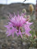 Centaurea &times; comperiana