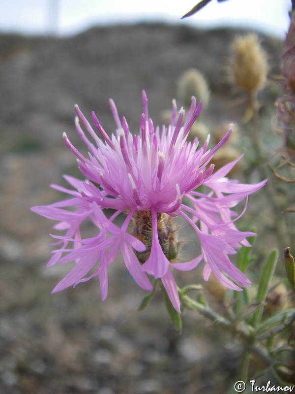 Изображение особи Centaurea &times; comperiana.