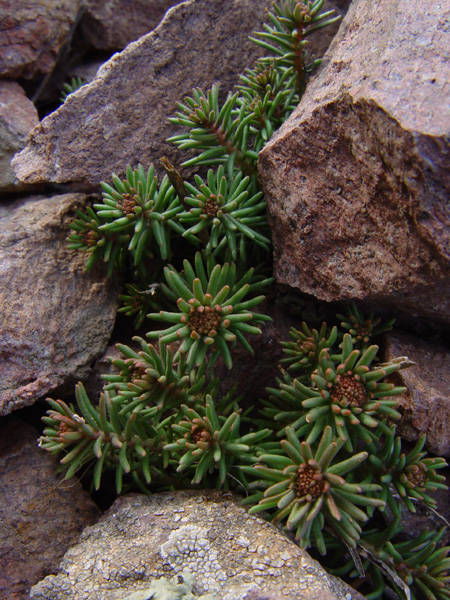 Image of Pseudosedum longidentatum specimen.