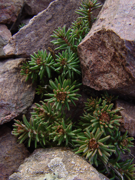 Изображение особи Pseudosedum longidentatum.